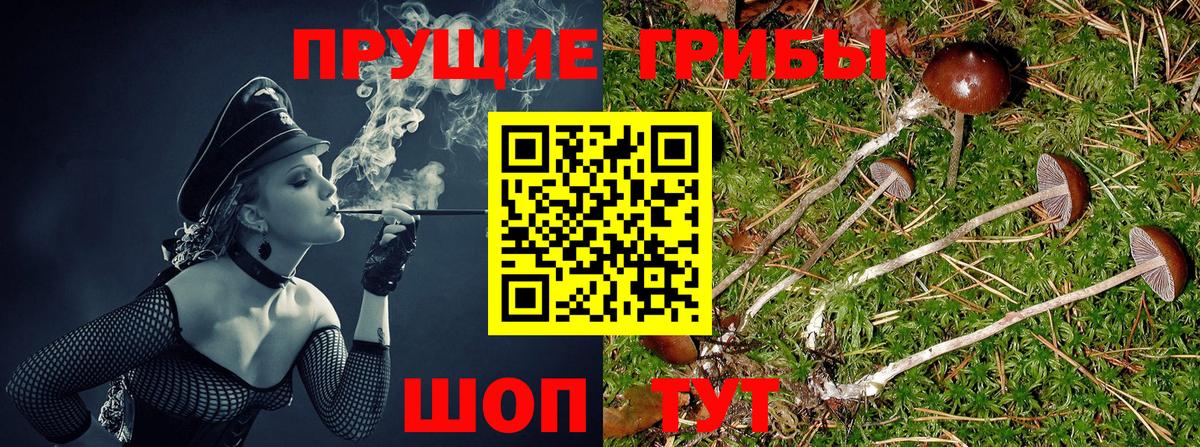 где купить наркотик  Вход с VPN  Нижневартовск  Галлюциногенные грибы Cubensis 